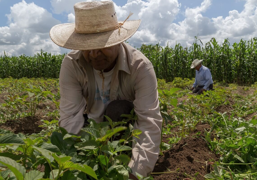 Agricultura en México (Actividad Económica)
